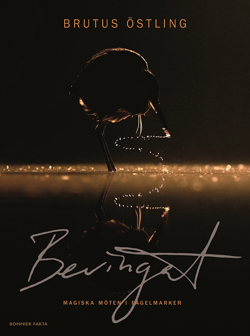 Bevingat : magiska möten i fågelmarken